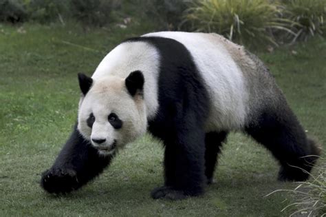 Panda Romance In The Air At Berlin Zoo But Love Takes Time The Columbian