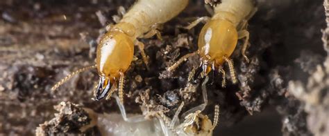When trying to control nature, great care must be taken and common sense needs to be applied, especially when a pesticide is necessary. pest_control_oklahoma_10 | Complete Pest Control, Inc.