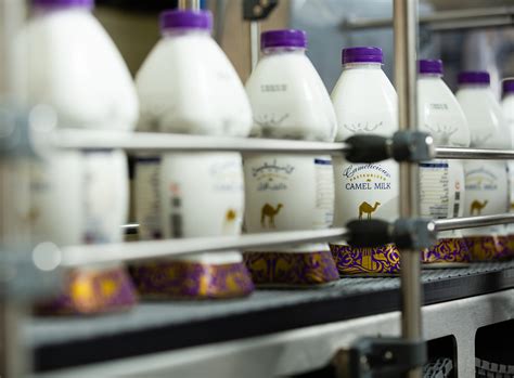 It is expensive as it is a rare and unique flower. Video: Why Camel milk is so expensive - Videos ...