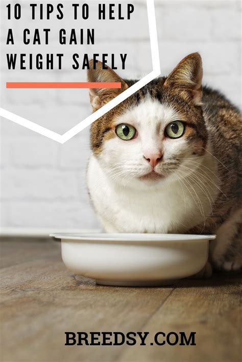 How To Help A Cat Gain Weight Examples And Forms