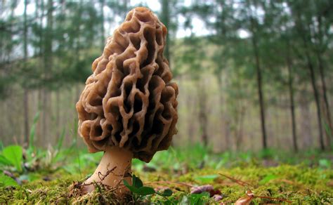 Foraging Made Easy With These 5 Wild Edibles Outdoorhub