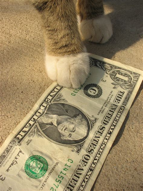 I am off to vegas to win it all cat looks like $5 bill. 5 Ways Kids Can Raise Money to Help Cats - Catster