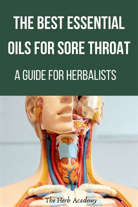 The Best Essential Oils For Sore Throat A Guide For Herbalists Oils