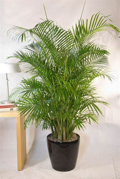 Considered an endemic species of the philippines. Areca Palm - Houston Interior Plants