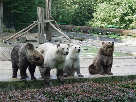 In wenigen wochen kann es soweit sein: Bild "Zoo Osnabrück" zu Zoo Osnabrück in Osnabrück