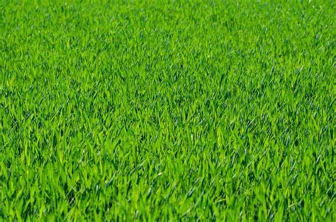 How To Grow Bermuda Grass From Seeds Germination Process