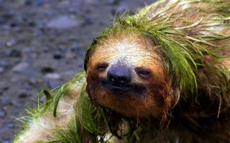 Hd Sloth Wallpaper 73 Images