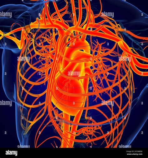 Cœur Humain Avec Système Circulatoire Anatomy For Medical Concept 3d