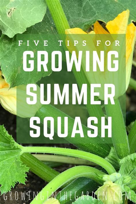 Growing Summer Squash In The Garden With Text Overlay That Reads Five