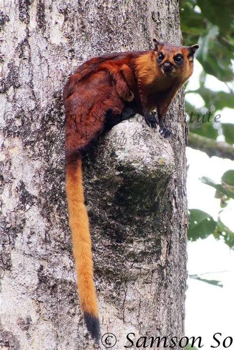 Red Giant Flying Squirrel Petaurista Petaurista Borneo Flickr