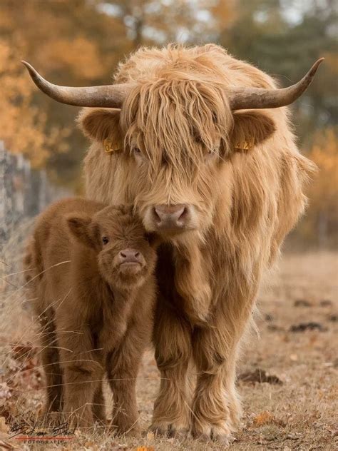 Highland Rind Beauty Fluffy Cows Cute Baby Cow Cute Cows