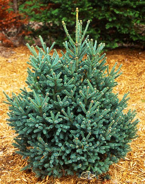 How To Plant A Blue Spruce Keituber