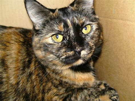 Pictures Of Tortoiseshell Kittens Pictures Of Animals 2016