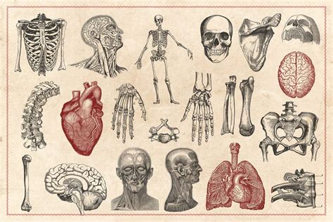100 Vintage Anatomy Vectors Vintage Illustration Scientific