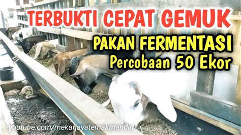 PENGGEMUKAN KAMBING JANTAN 50 EKOR DENGAN PAKAN FERMENTASI YouTube