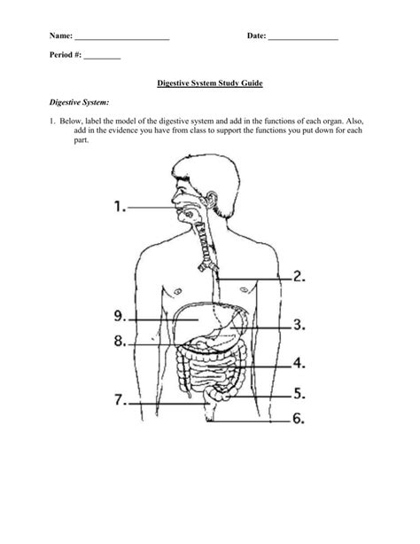 Digestive System Diagram Numbered
