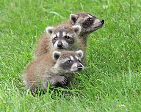 Cute Little Raccoon Babies Photograph By Barbara Pflaum Fine Art America