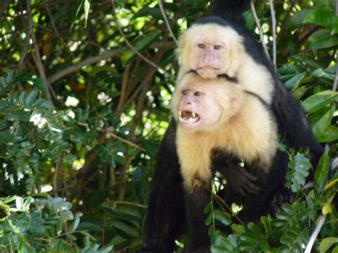 Have You Seen Funny Capuchin Monkeys In Costa Rica
