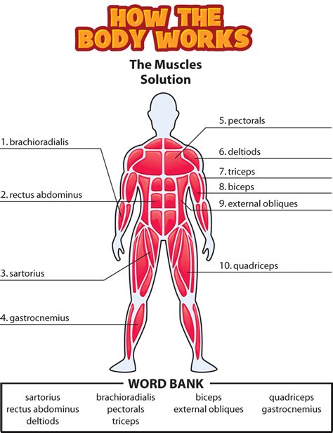 Muscular System Worksheet Answer Key Key Worksheet
