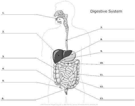 13 Best Images Of Blank Worksheet Anatomy And Physiology Unlabeled