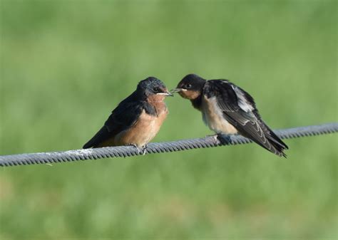 A Pair Of Juvenile Barn Swallow Barn Swallow Animals Pets