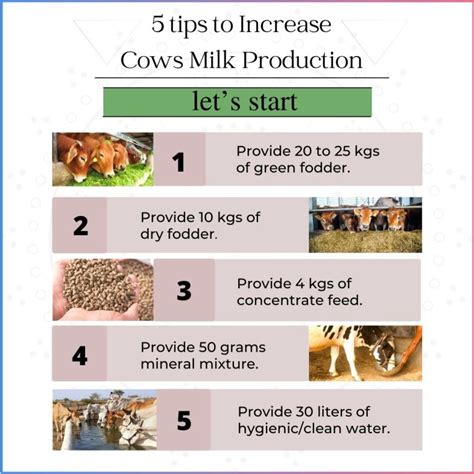 How To Increase Milk Production In Dairy Cows In India IndianCattle