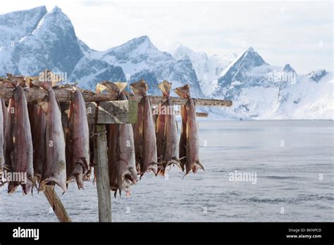 Salted Cod Fish Hanging Out To Dry In Hamnøy Fishing Village On