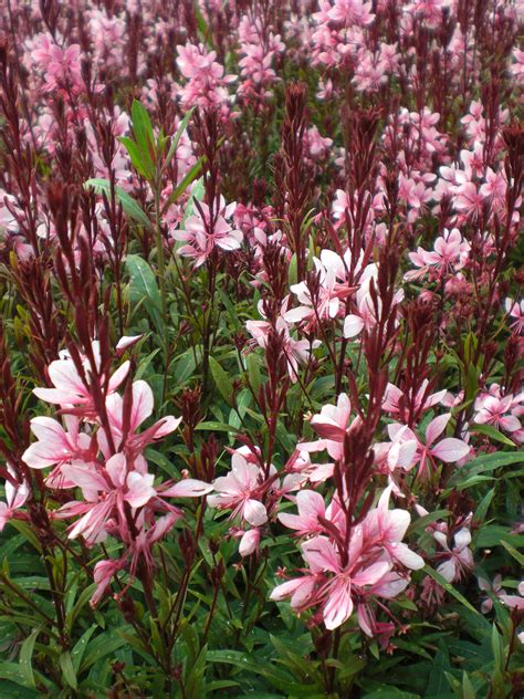 Find the perfect gaura flowers stock photo. GAURA - Butterfly Flower