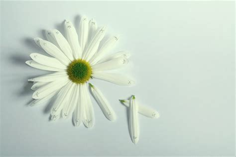 White Daisy Flowers Hd Wallpaper Wallpaper Flare