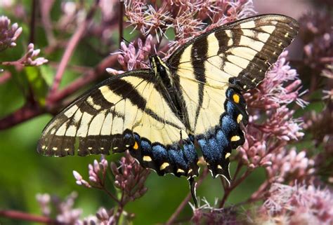 Papilio Glaucus Eastern Tiger Swallowtail Butterfly Stock Photo Image