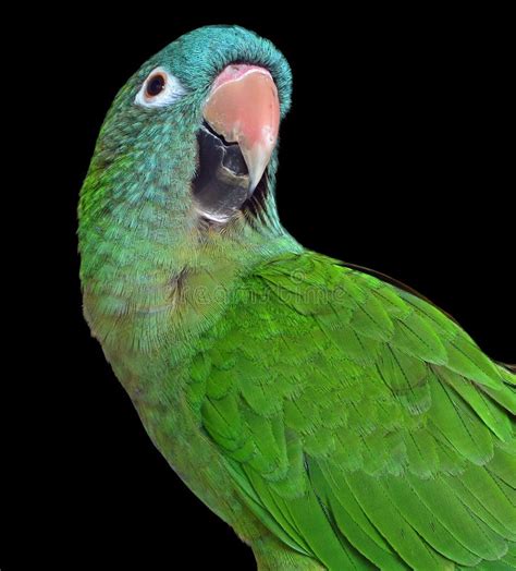 Blue Crown Conure Stock Image Image Of Green Beautiful 46292197