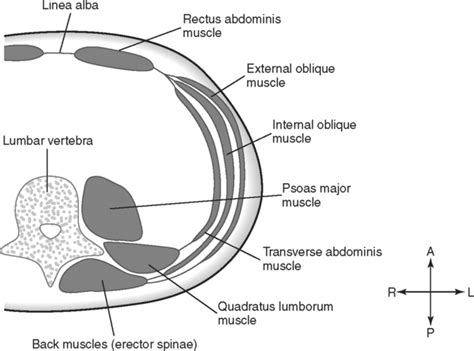 These muscles are one level deeper than the externals and run perpendicularly to the external obliques, that is to say, diagonally downward from medial to lateral. The Abdomen | Basicmedical Key