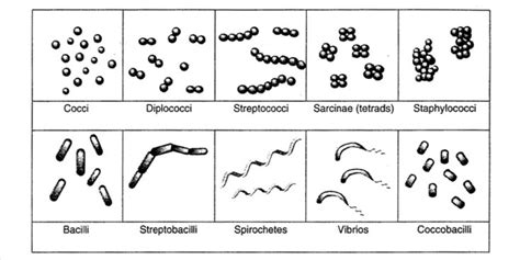 Shapes Of Bacteria Notesnotenbacterial