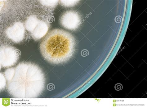Entrada de una sala para personas infectadas con el hongo negro. Macro De Hongos En Placa De Petri En Fondo Negro Imagen de archivo - Imagen de experimento ...