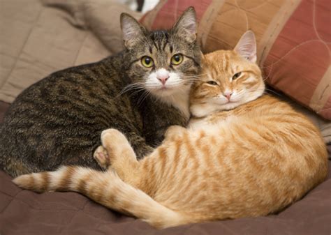 Generally, male cats will be bigger than female cats, but you can get naturally small male cats and very large female cats. 8 Reasons Cats Are The Best Pets