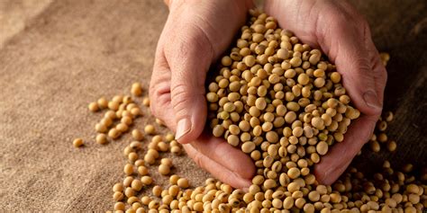 SEED TREATMENTS Products - OMEX : OMEX