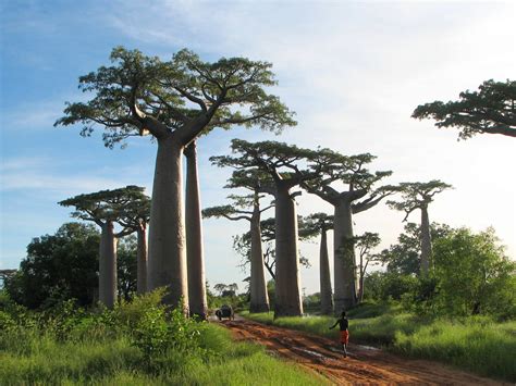 Amazing Trees - Our Mind Is the Limit