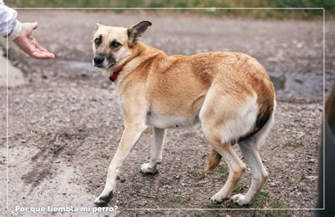 ¿por Qué Mi Perro Tiembla 10 Causas Más Comunes Feelcats