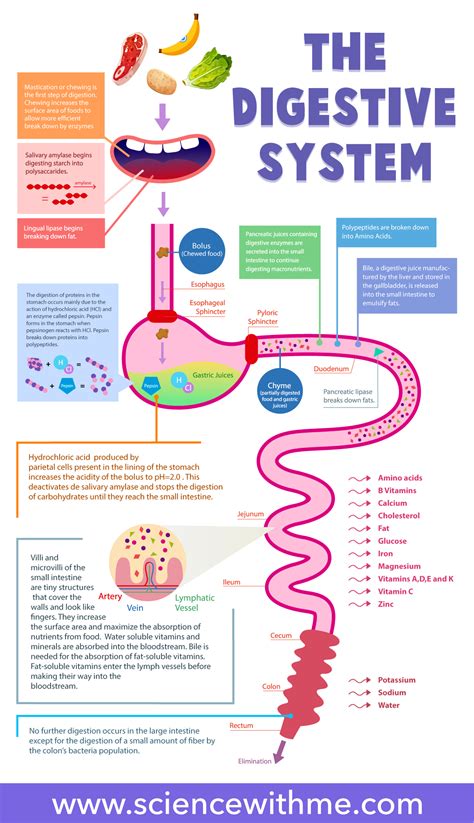 Science With Me Digestive System For Kids