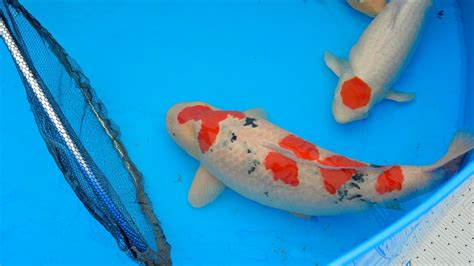 Benching On Worlds Biggest Koi Fish Show Youtube