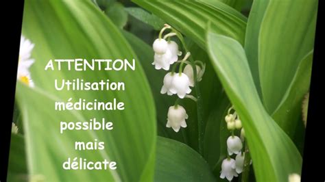 Raison de plus pour envoyer de jolies cartes ornées de. Muguet du 1er Mai Porte Bonheur Médicinal et Toxique - YouTube