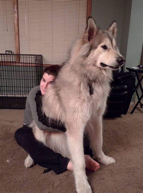 What you need to know about huskies. My moms big baby :) | Malamute dog, Wolf hybrid dogs ...