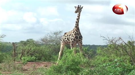 Magical Scenes Mwea National Reserve Youtube