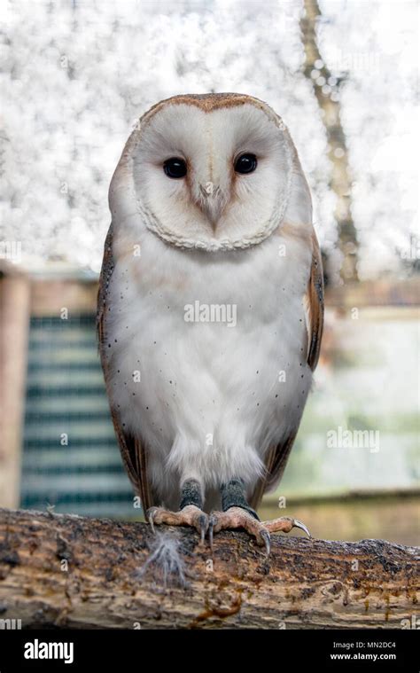 A Common Barn Owl Sitting On A Branch Stock Photo Alamy