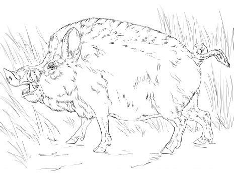 Color these free, fun and easy bears coloring pages. Big Wild Boar (With images) | Animal coloring pages, Wild ...