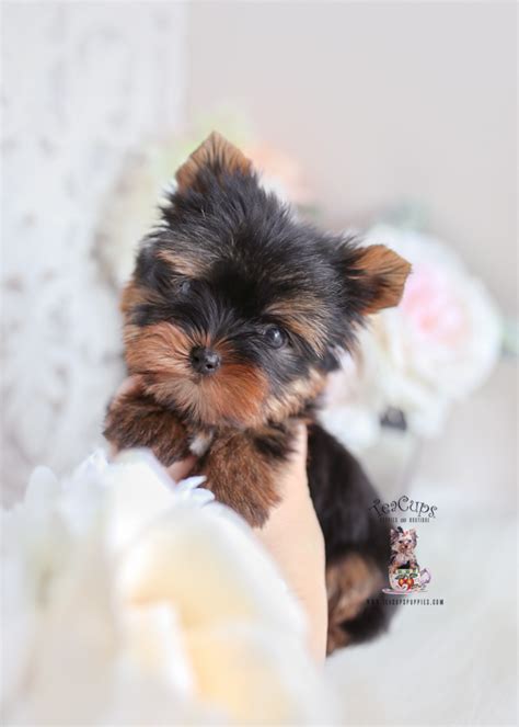 Teacup Yorkshire Terriers Teacup Puppies And Boutique