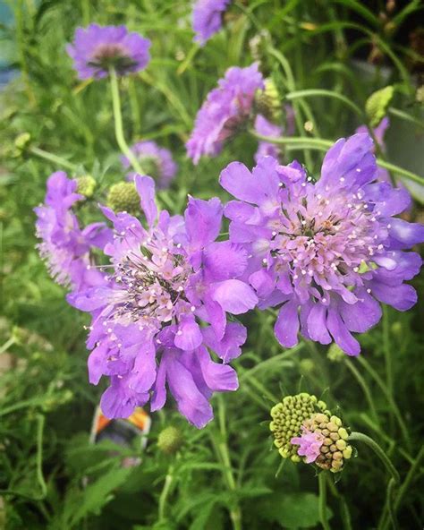 Luckily, many perennials can be grown from seed, which means you can fill an entire garden bed with flowers for little more than the cost of a. 10 Low-Maintenance Perennials | Garden center, Perennials ...