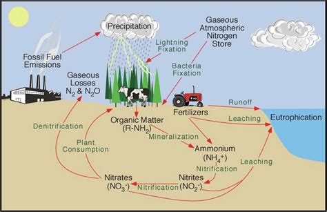 Nitrogen From Rock Could Fuel More Plant Growth Around The World But