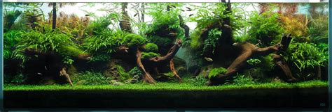 Aquascaping is the craft of arranging aquatic plants, as well as rocks, stones, cavework, or driftwood, in an aesthetically pleasing manner within an aquarium—in effect, gardening under water. House Design An Aquascape Of Highlight And Shadow ...