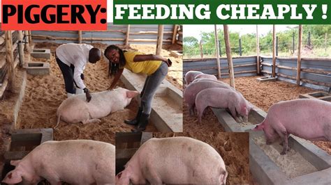 How To Feed Pigs At A Low Cost Cheap Feeds When To Deworm Pigs